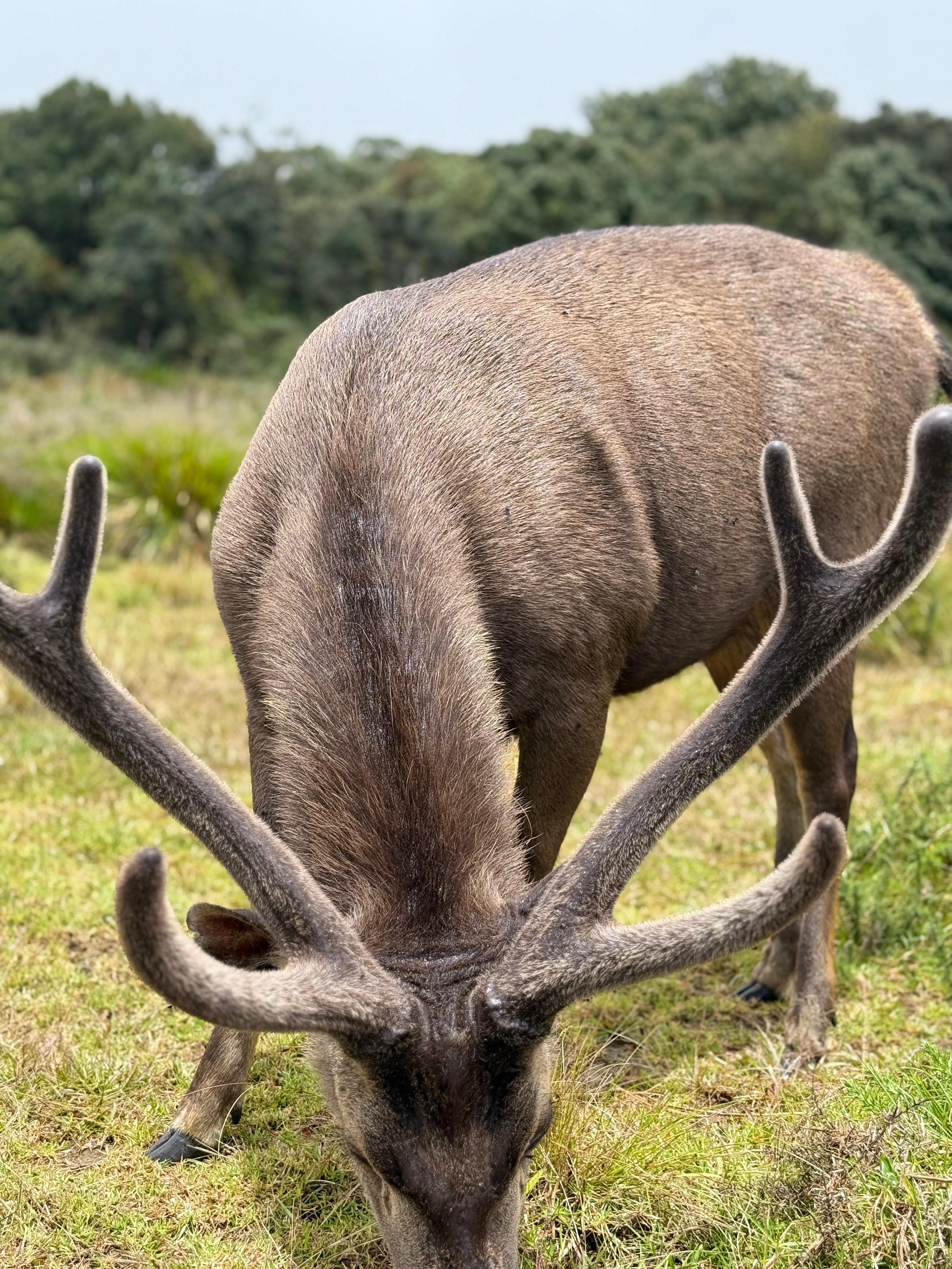 Close-up of a sambar deer's antlers