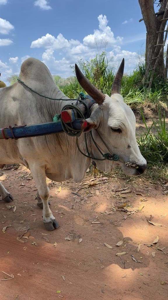 Ox and bull yoked to a traditional cart