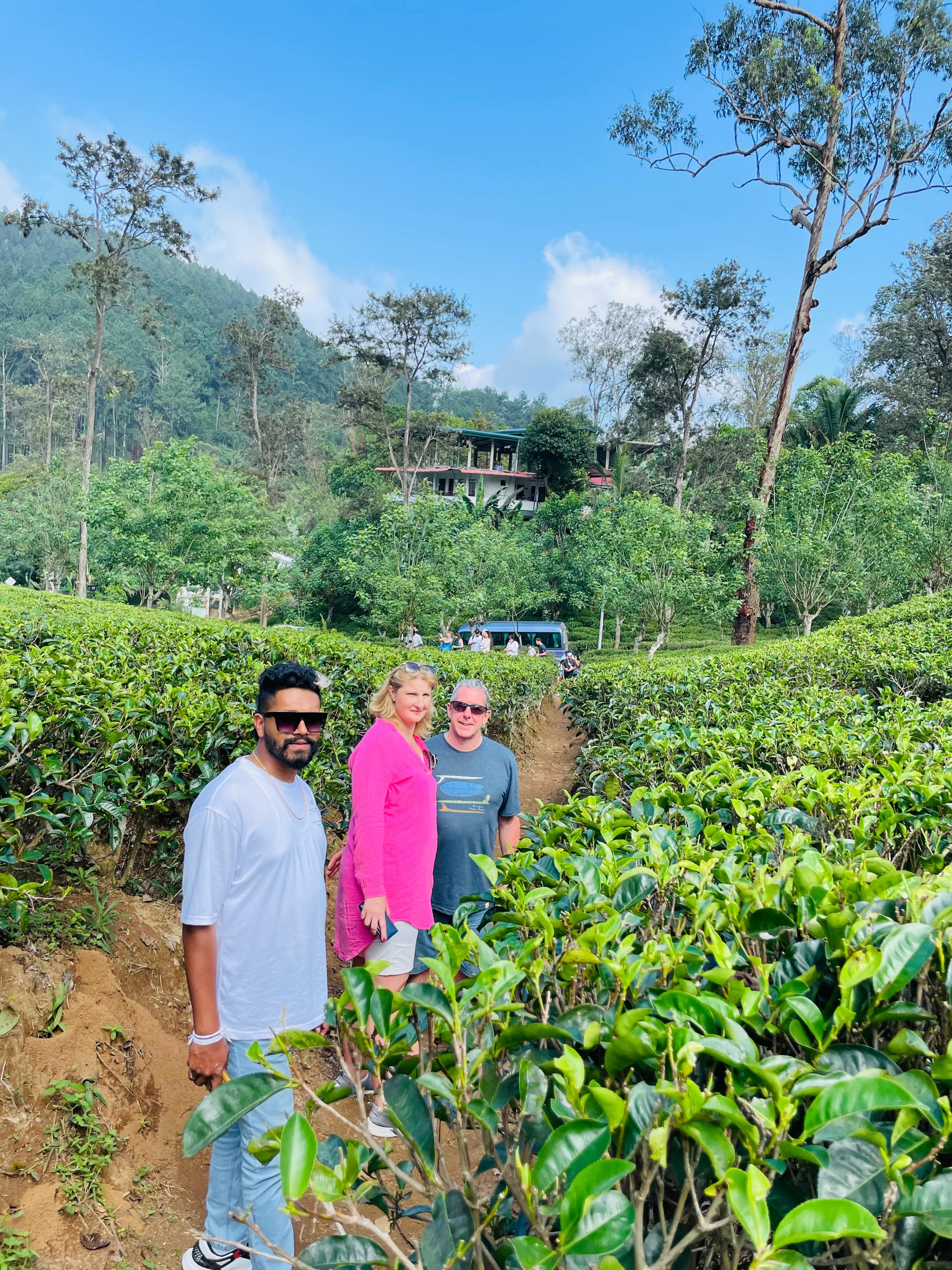 Guide walking a couple along a tea plantation path