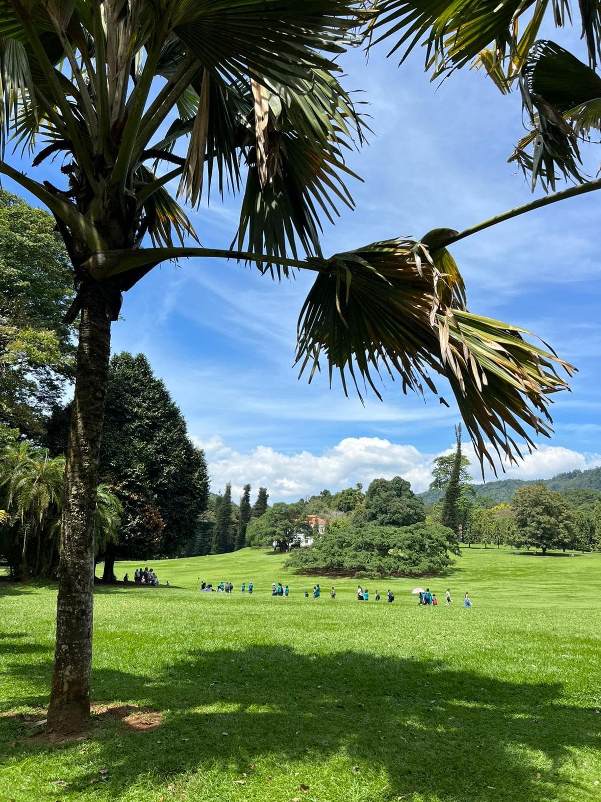 Botanical garden lawn with a palm tree