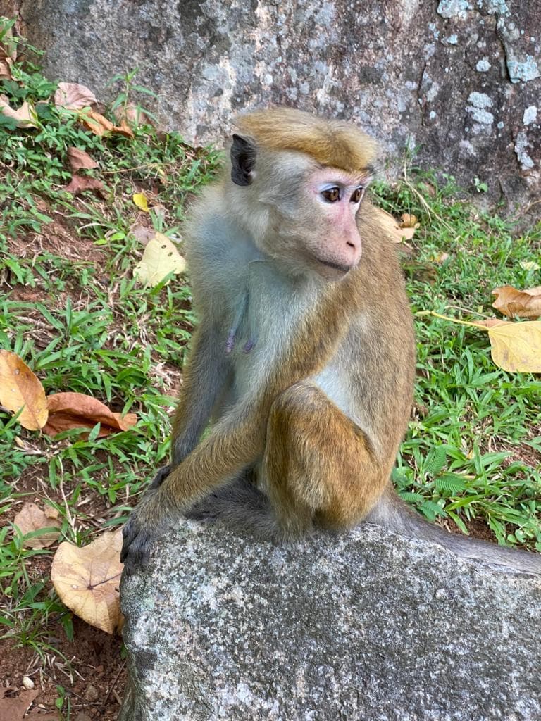 Toque macaque monkey on a rock
