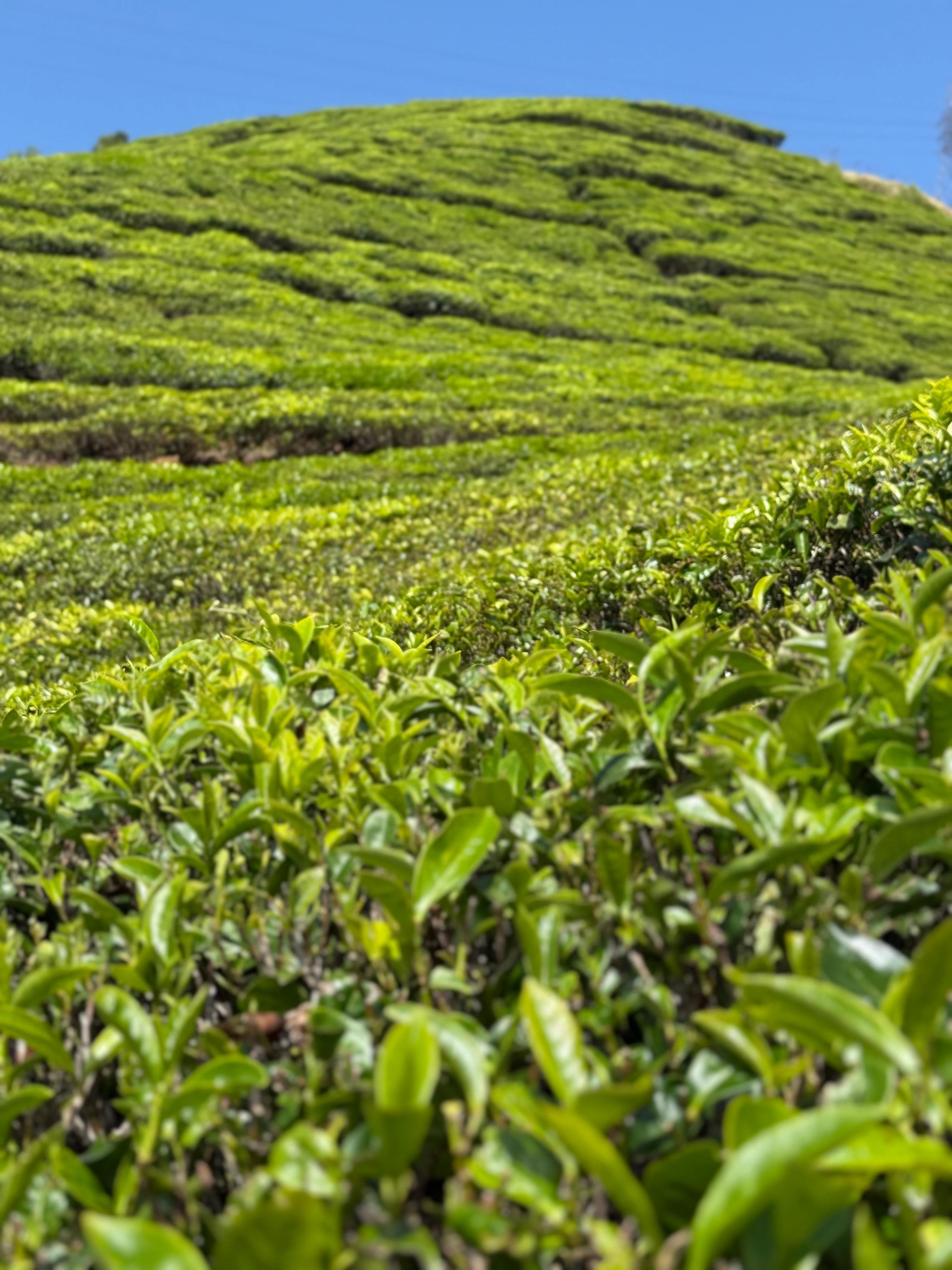 Rows of tea plantation across the hills near Nuwara Eliya