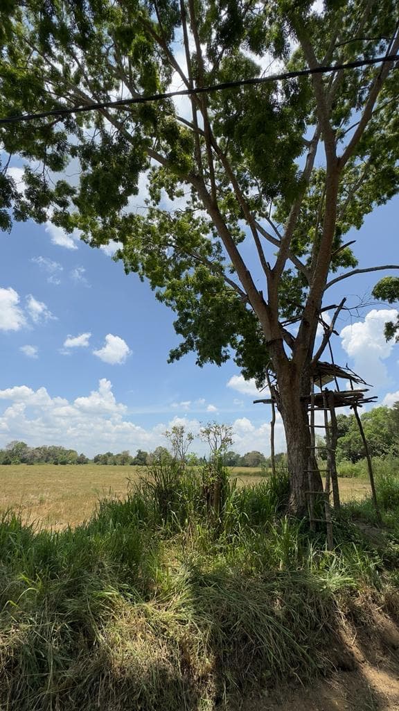 Tree house lookout over a rice field