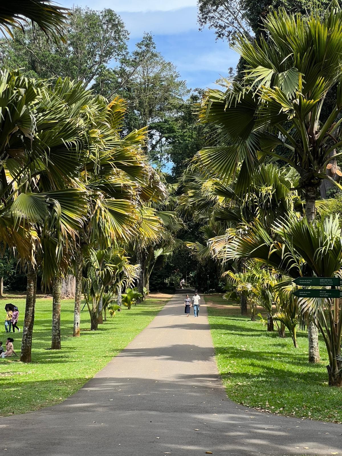 Palm tree avenue in the botanical garden
