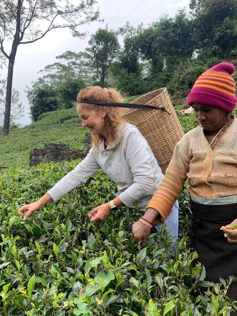 Women picking tea leaves in the plantation