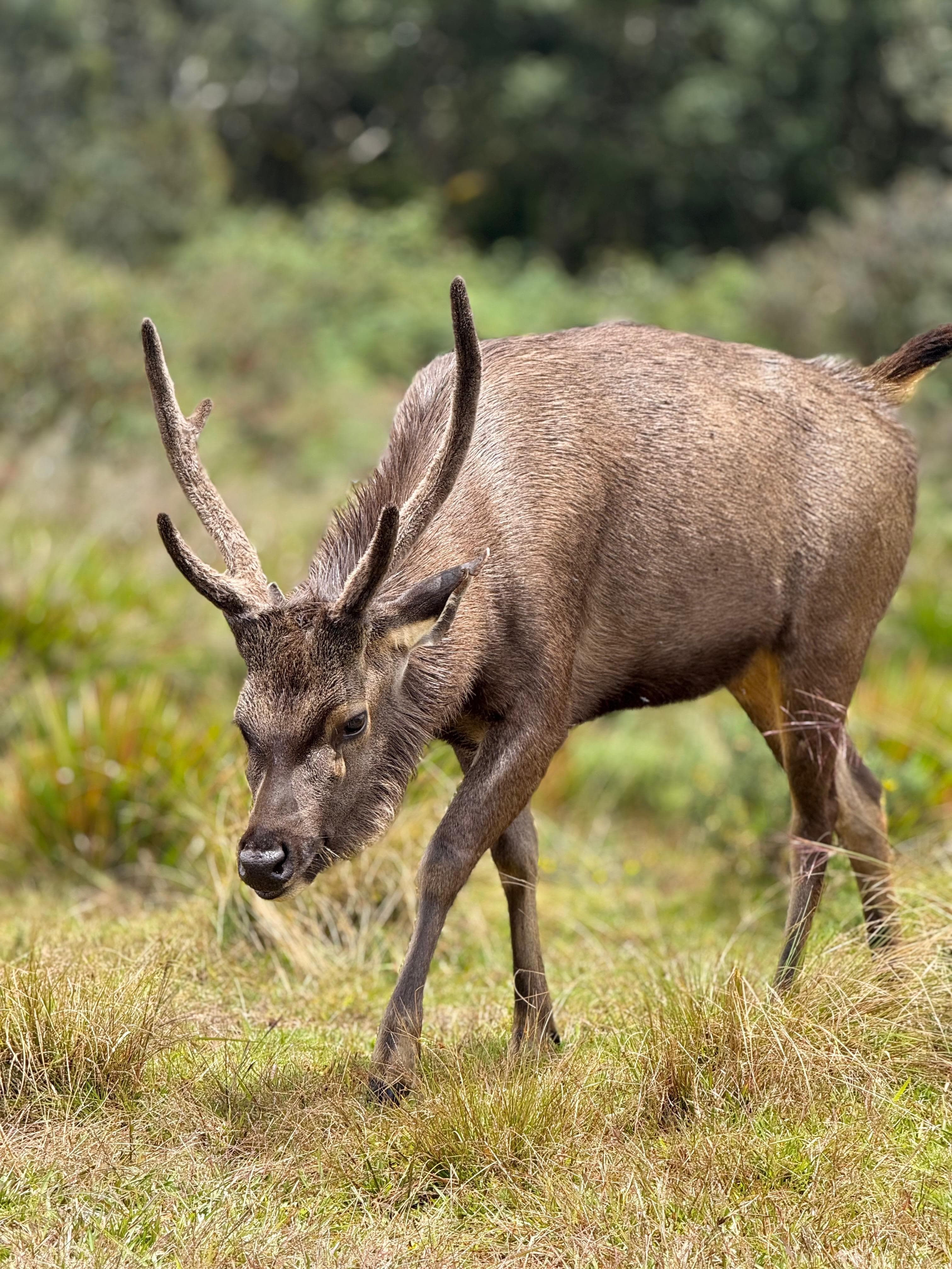 Sambar deer grazing on the grassland