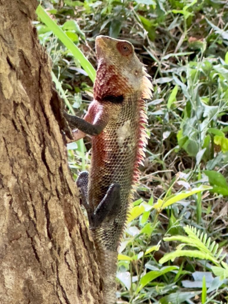 Close-up of a crested lizard on a tree trunk