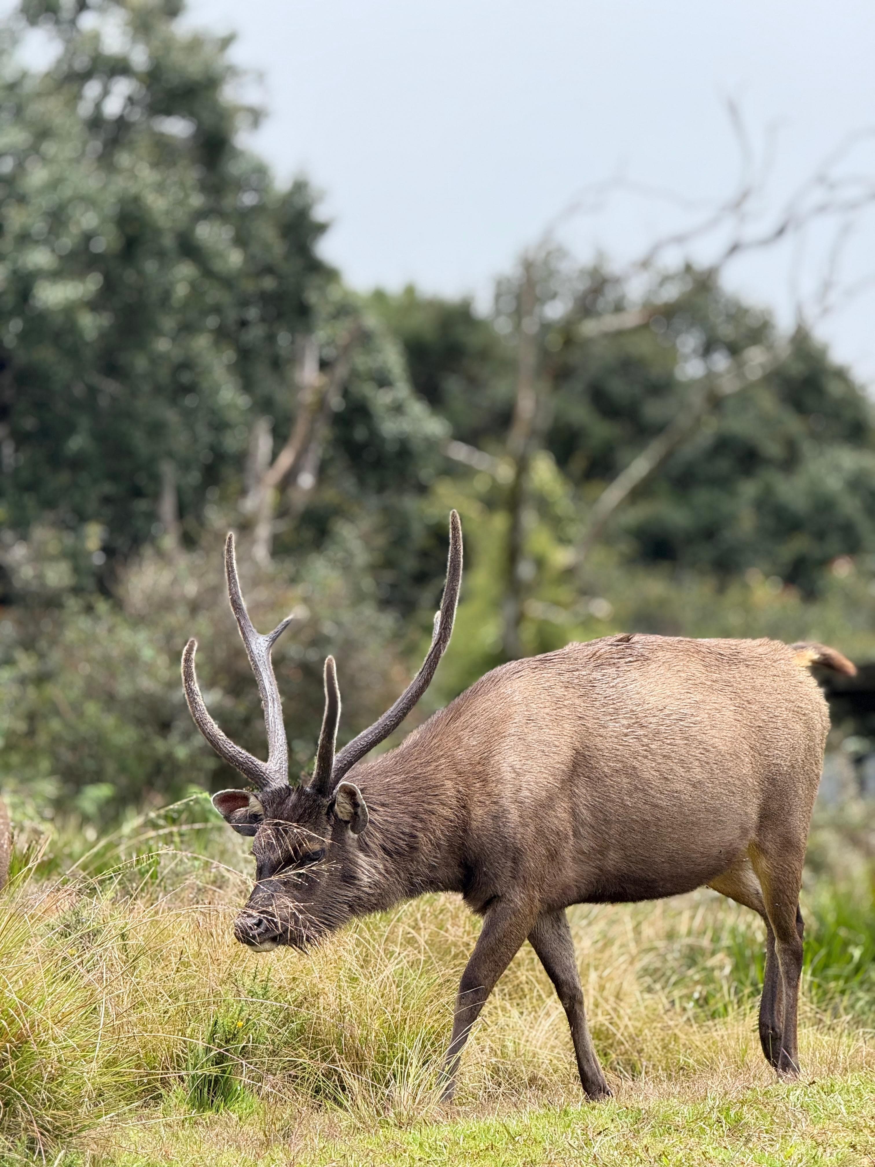 Sambar deer grazing on the grassland