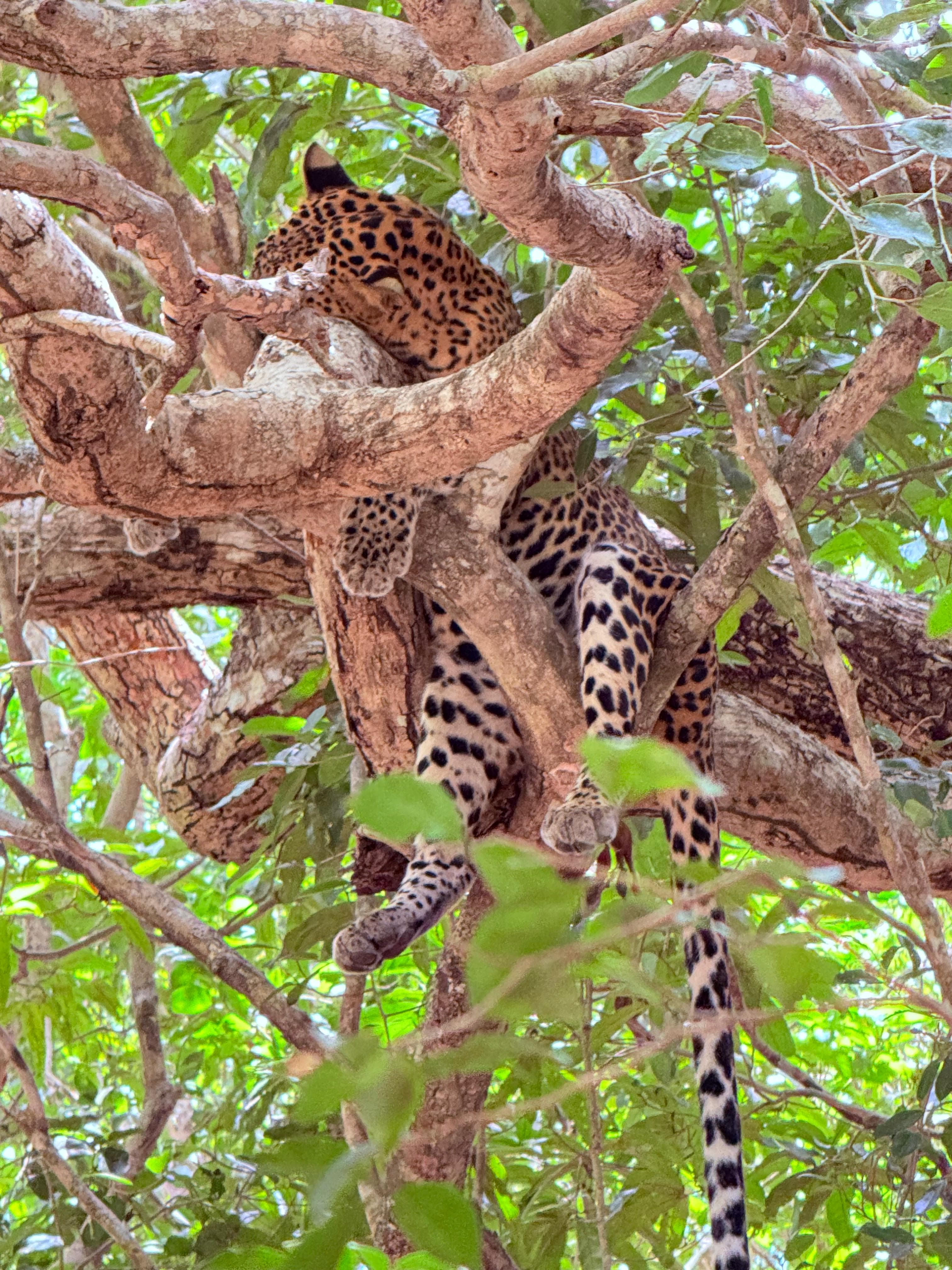 Leopard with legs dangling from a tree branch