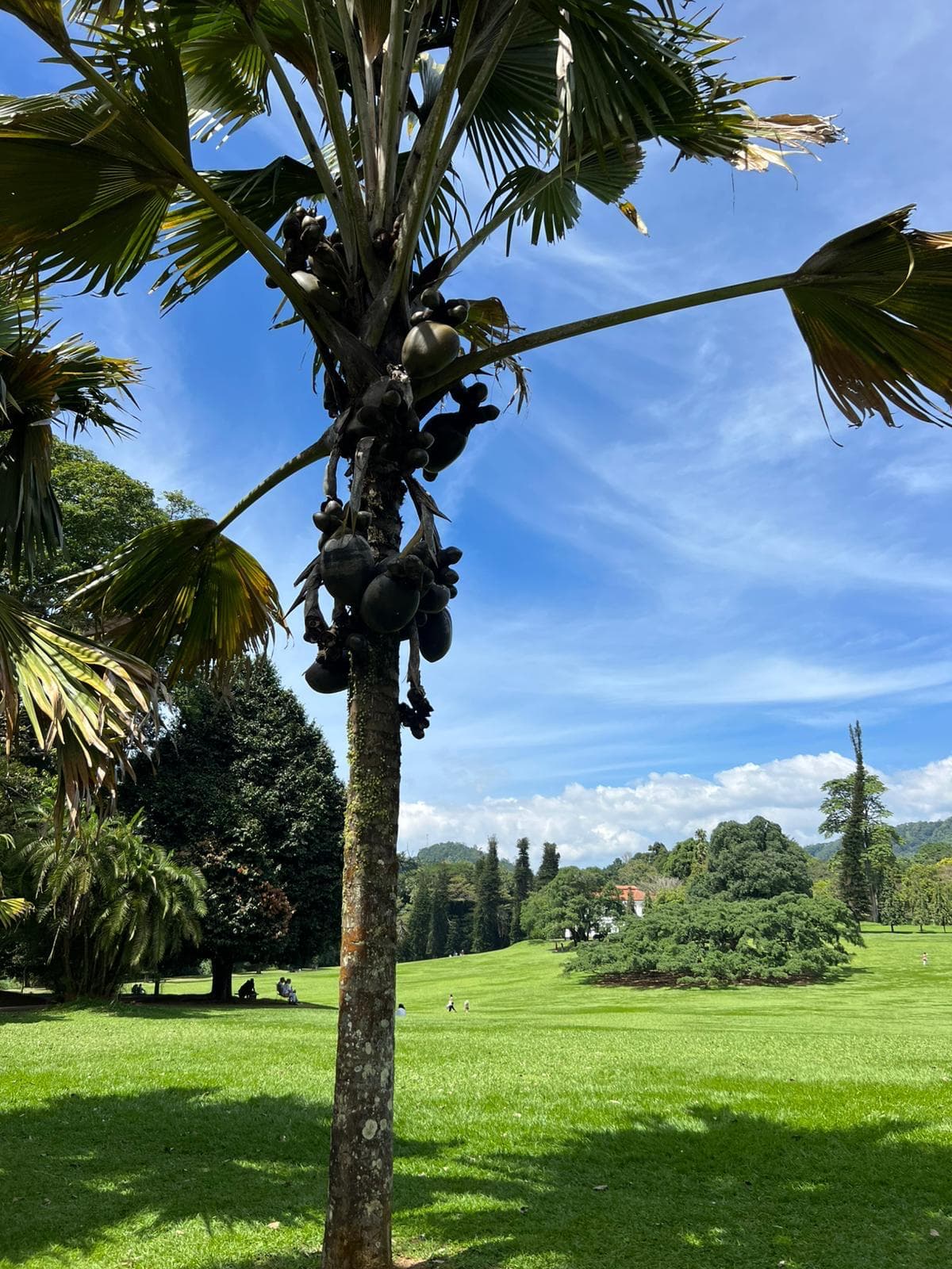 Palm tree on the botanical garden lawn