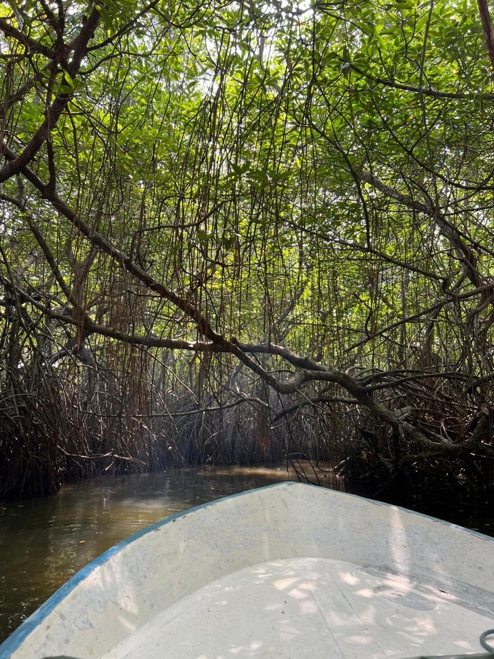 Boat passing through a mangrove tunnel on the Madu River