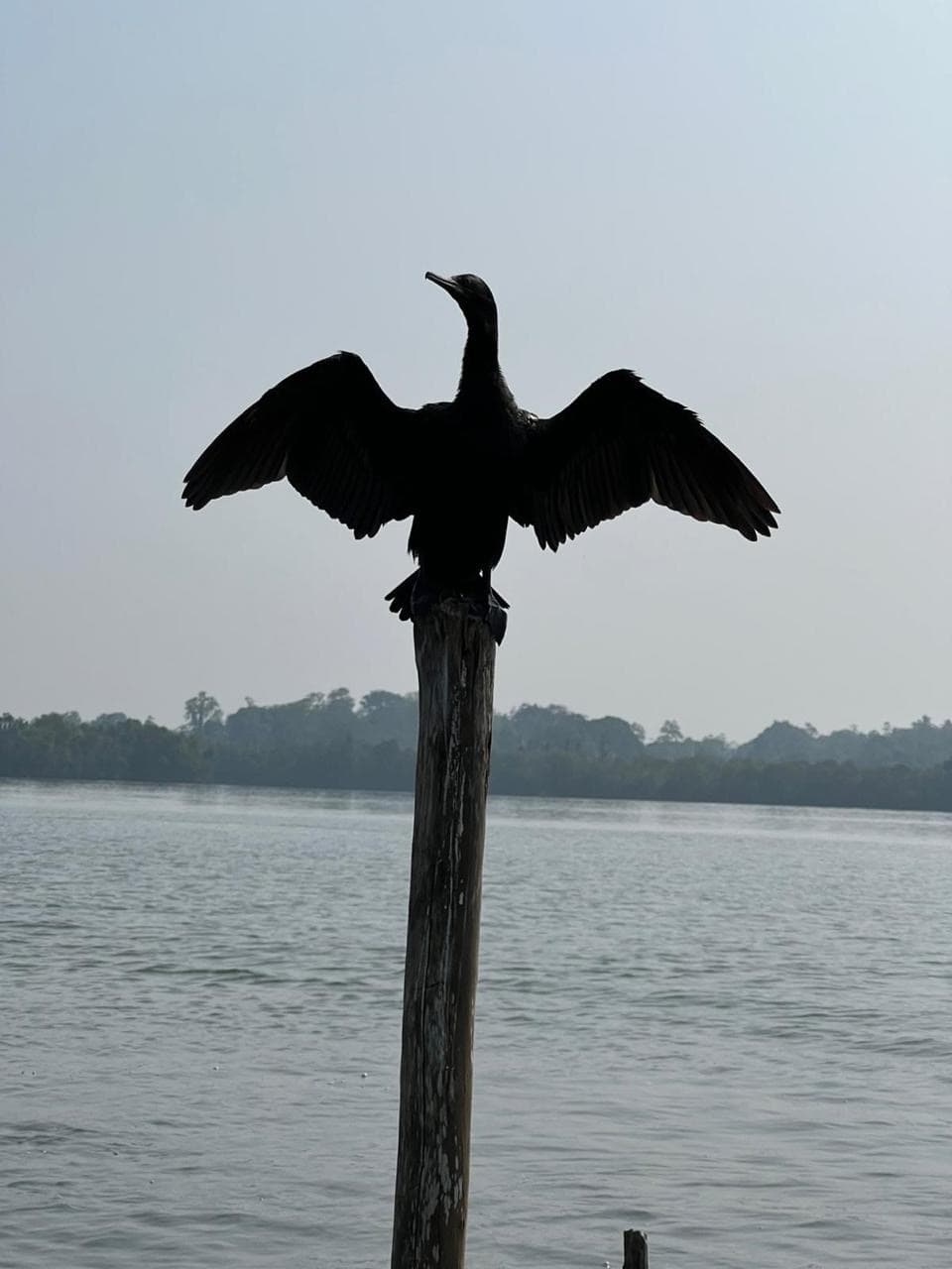 Cormorant drying its wings on a lagoon post