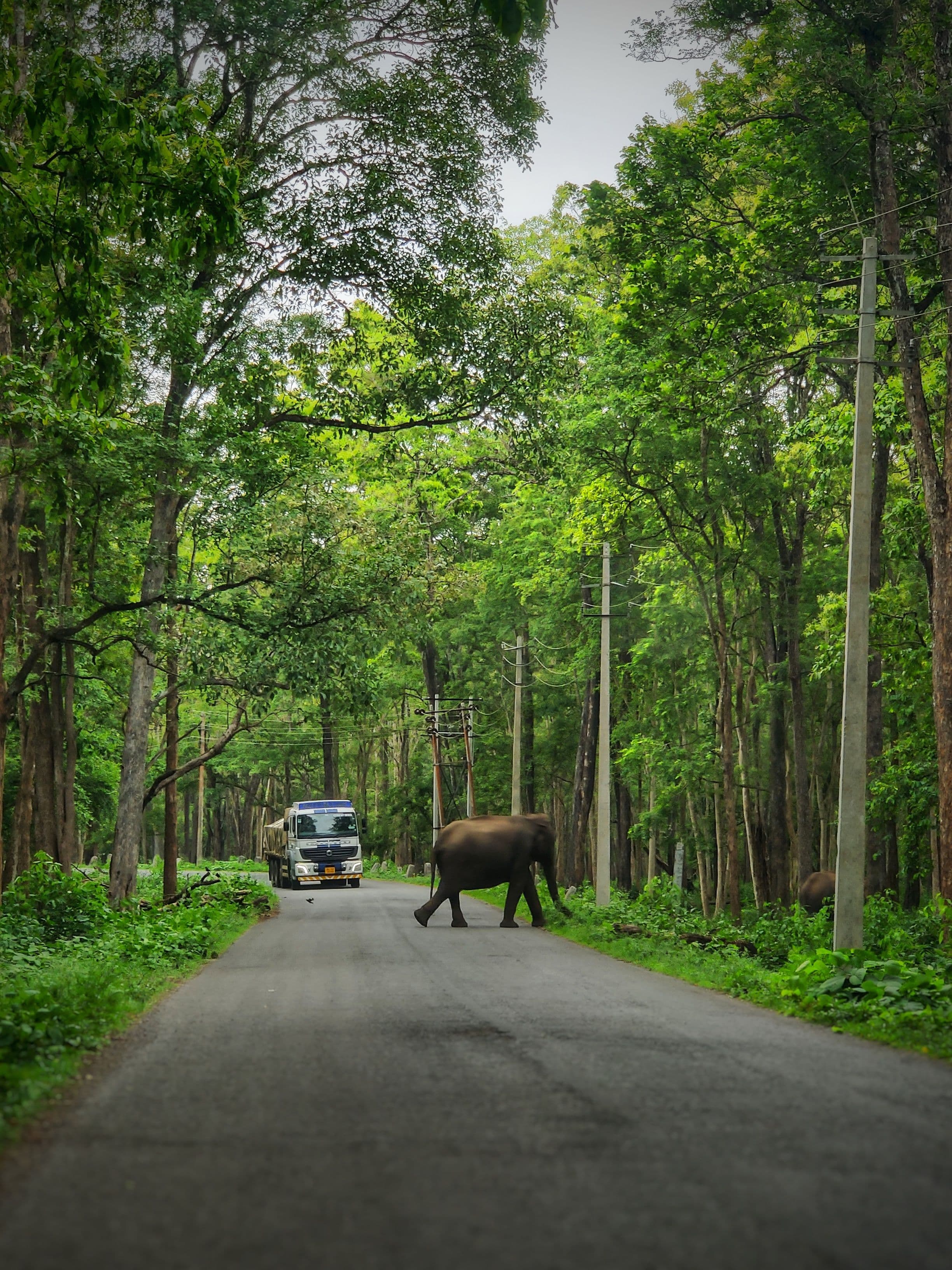 Wild elephant crossing a forest track in the park