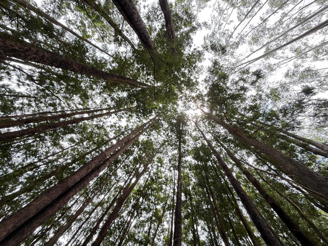 Upward view of the forest canopy treetops