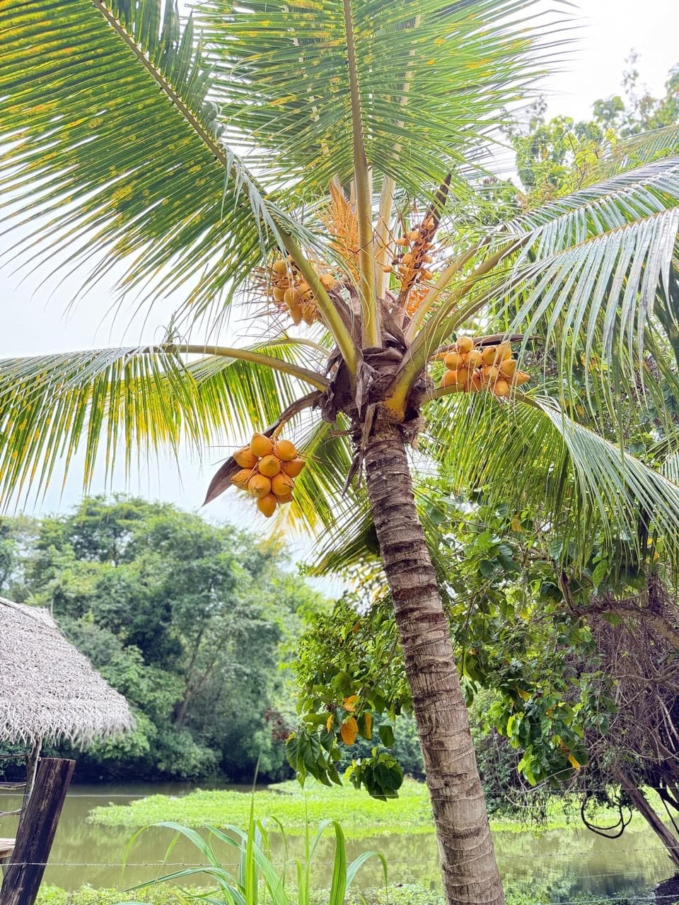 King coconut palm tree beside a lagoon