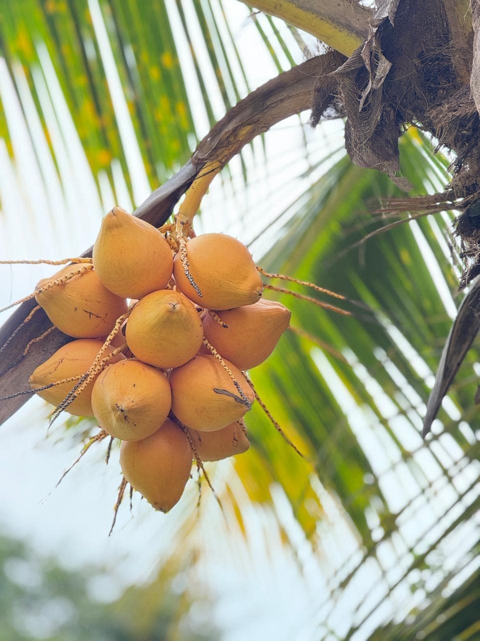 Cluster of king coconuts on a palm tree