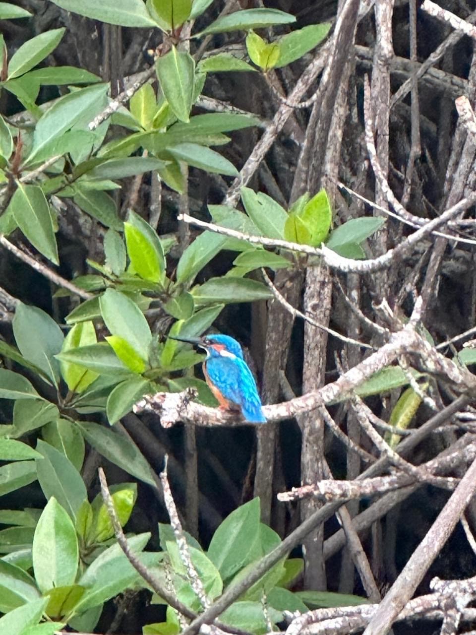 Kingfisher bird perched on a mangrove branch