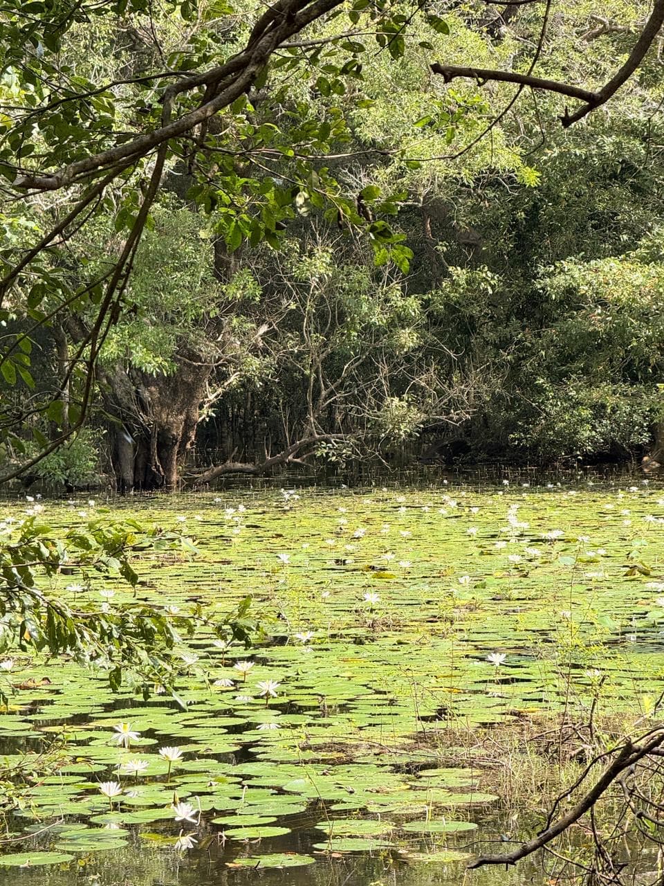 Lotus lily pond in the mangrove forest