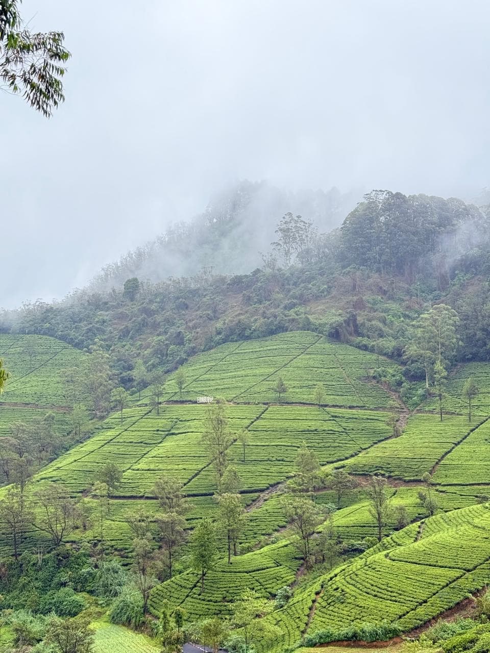 Misty tea plantation hillside