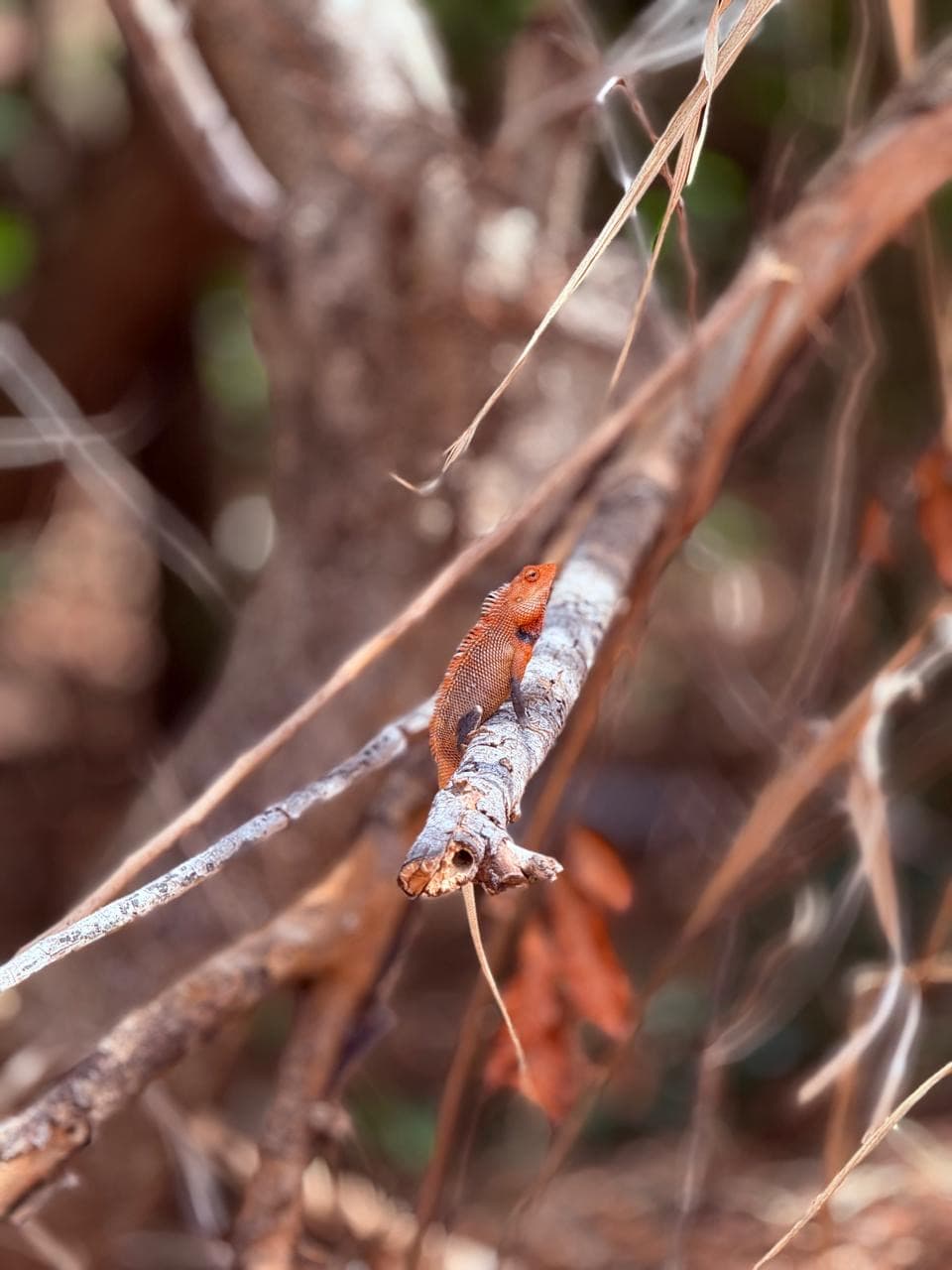 Close-up of an orange lizard on a branch