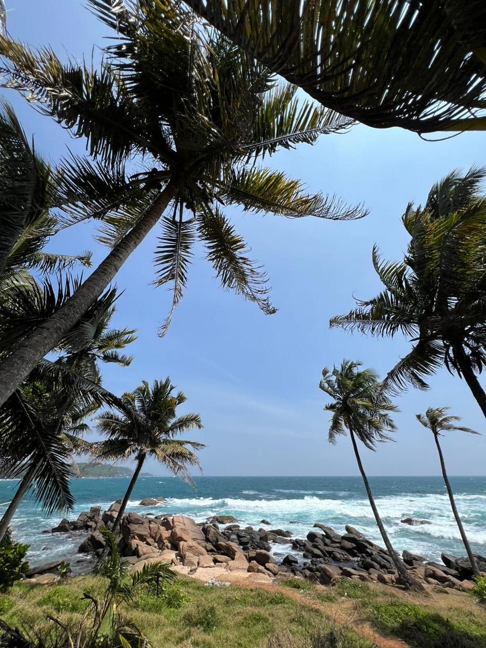 Palm canopy over a rocky cove with turquoise water