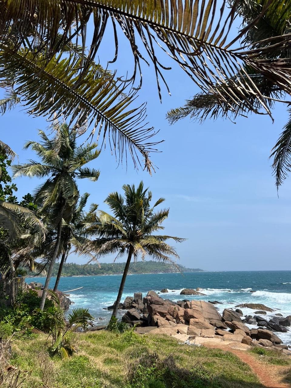 Palm-fringed rocky coastline view
