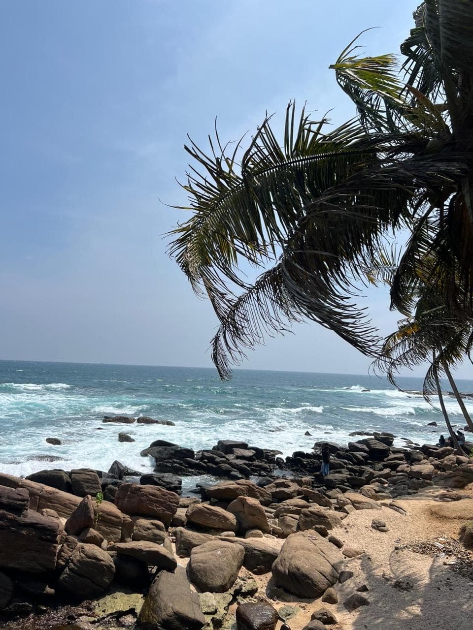 Palm fronds over a boulder shore with waves