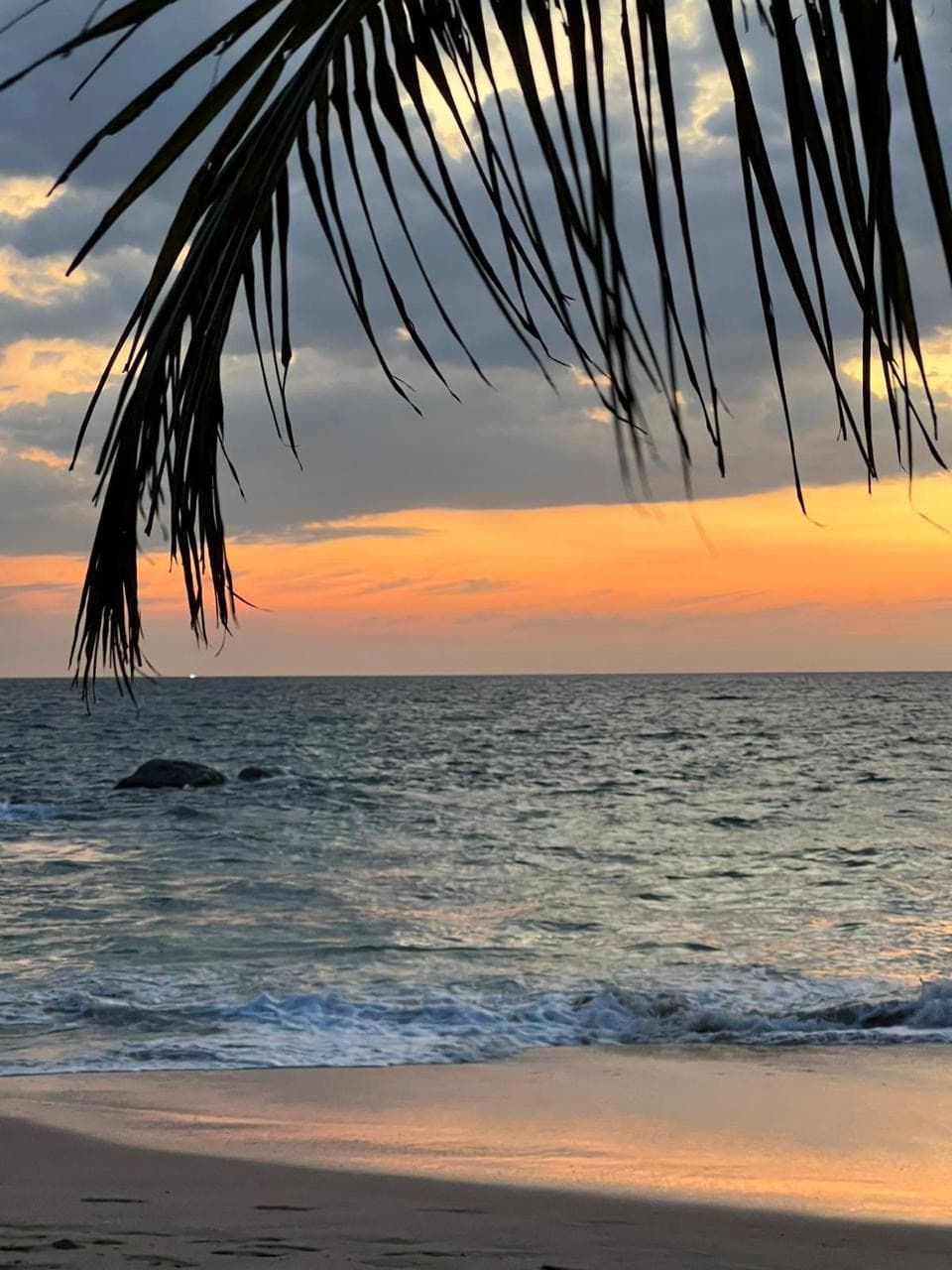 Palm leaf framing a beach sunset view