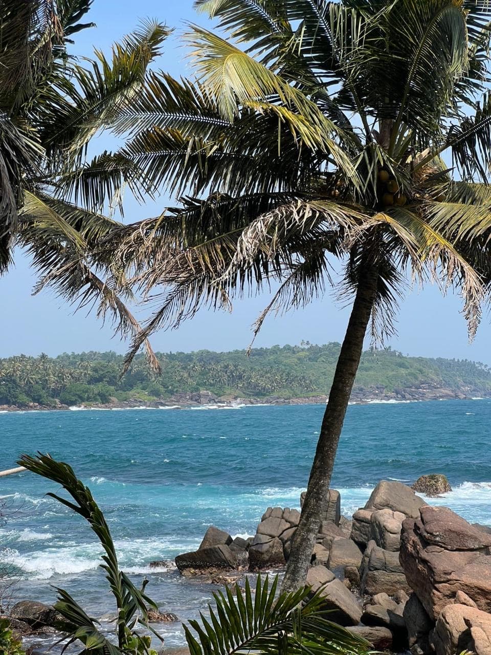 Palm tree on a rocky coast above turquoise water
