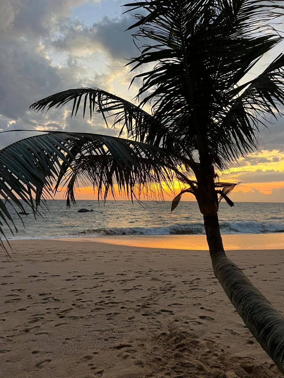 Palm tree silhouette on the beach at sunset