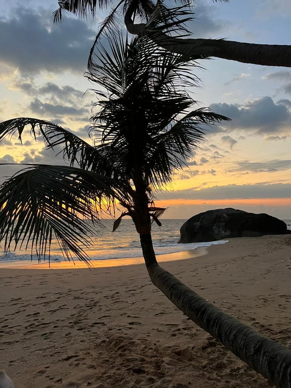 Palm tree silhouette on the beach at sunset