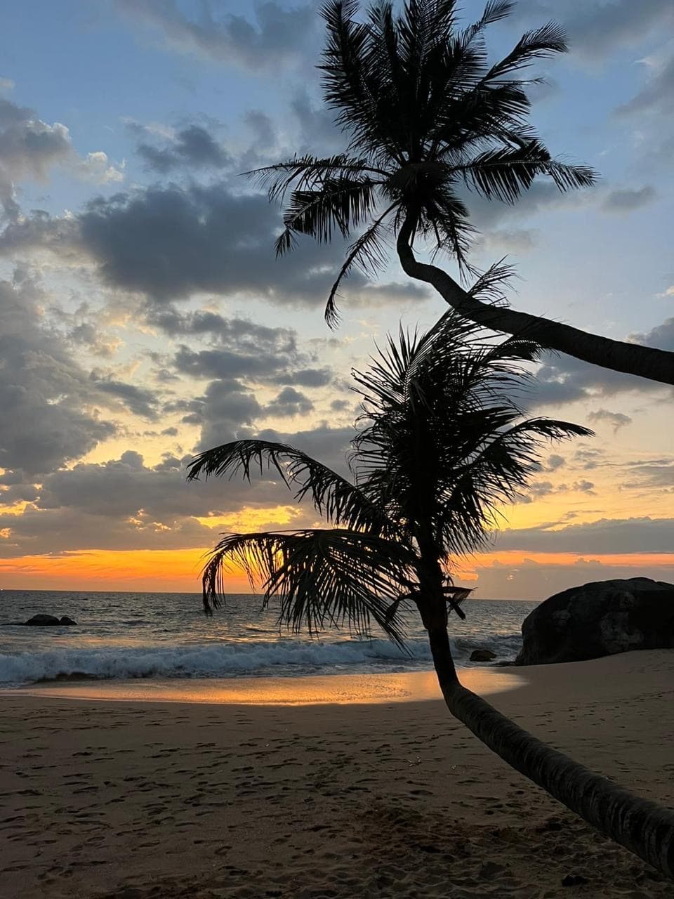 Palm tree silhouette on the beach at sunset