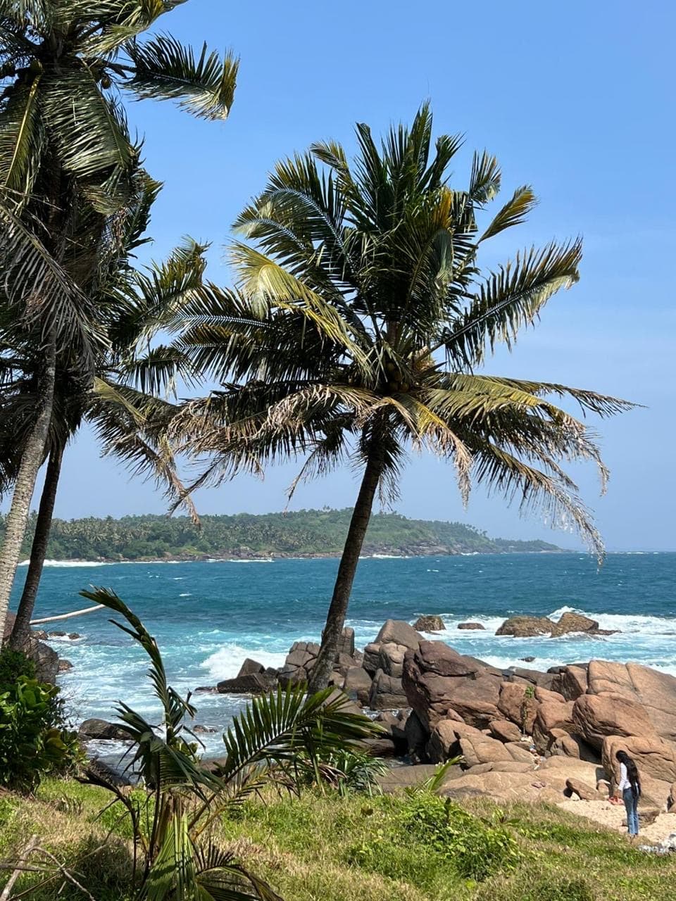 Palm trees above a rocky cove with turquoise water