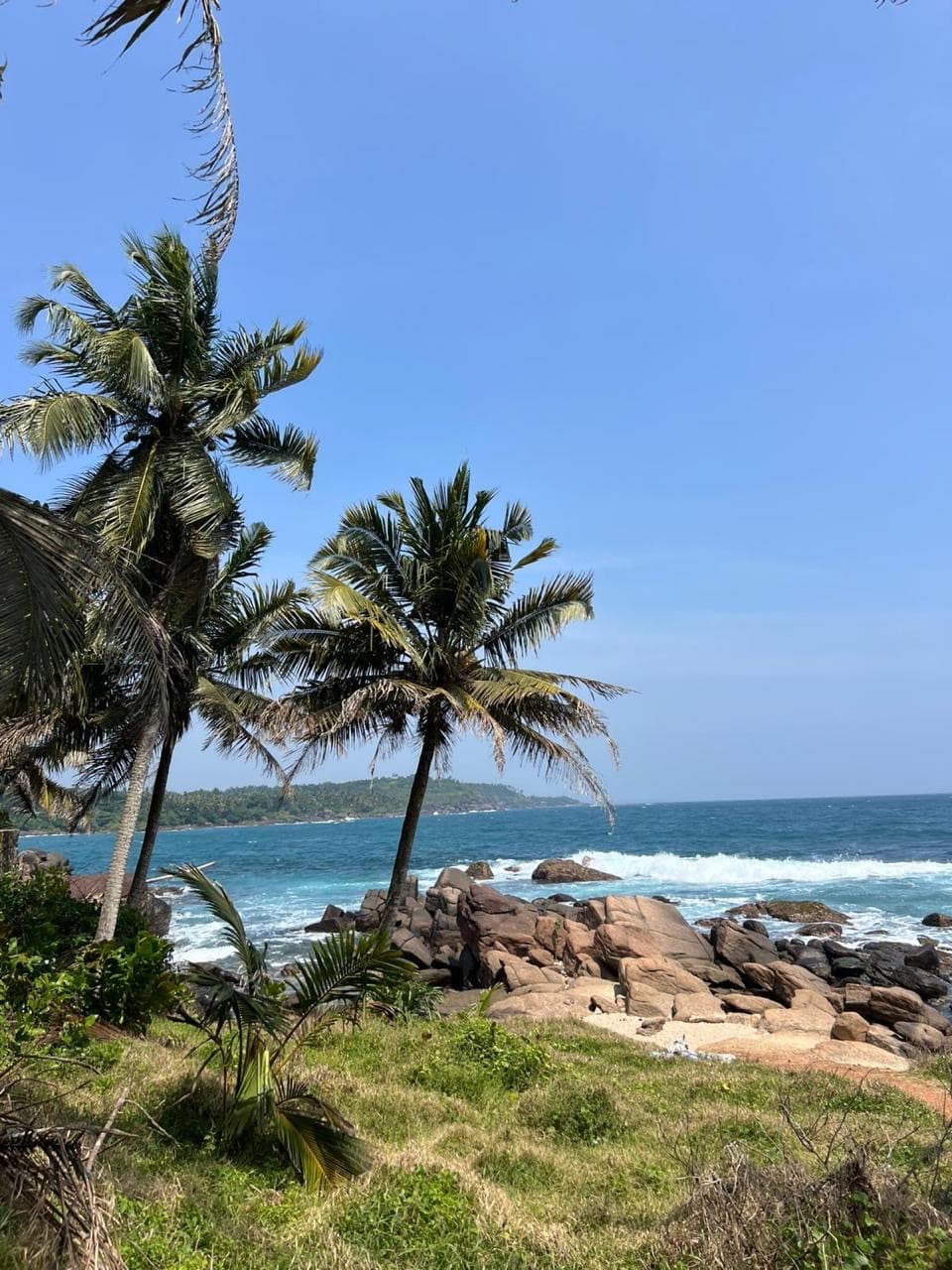 Palm trees on a rocky headland view