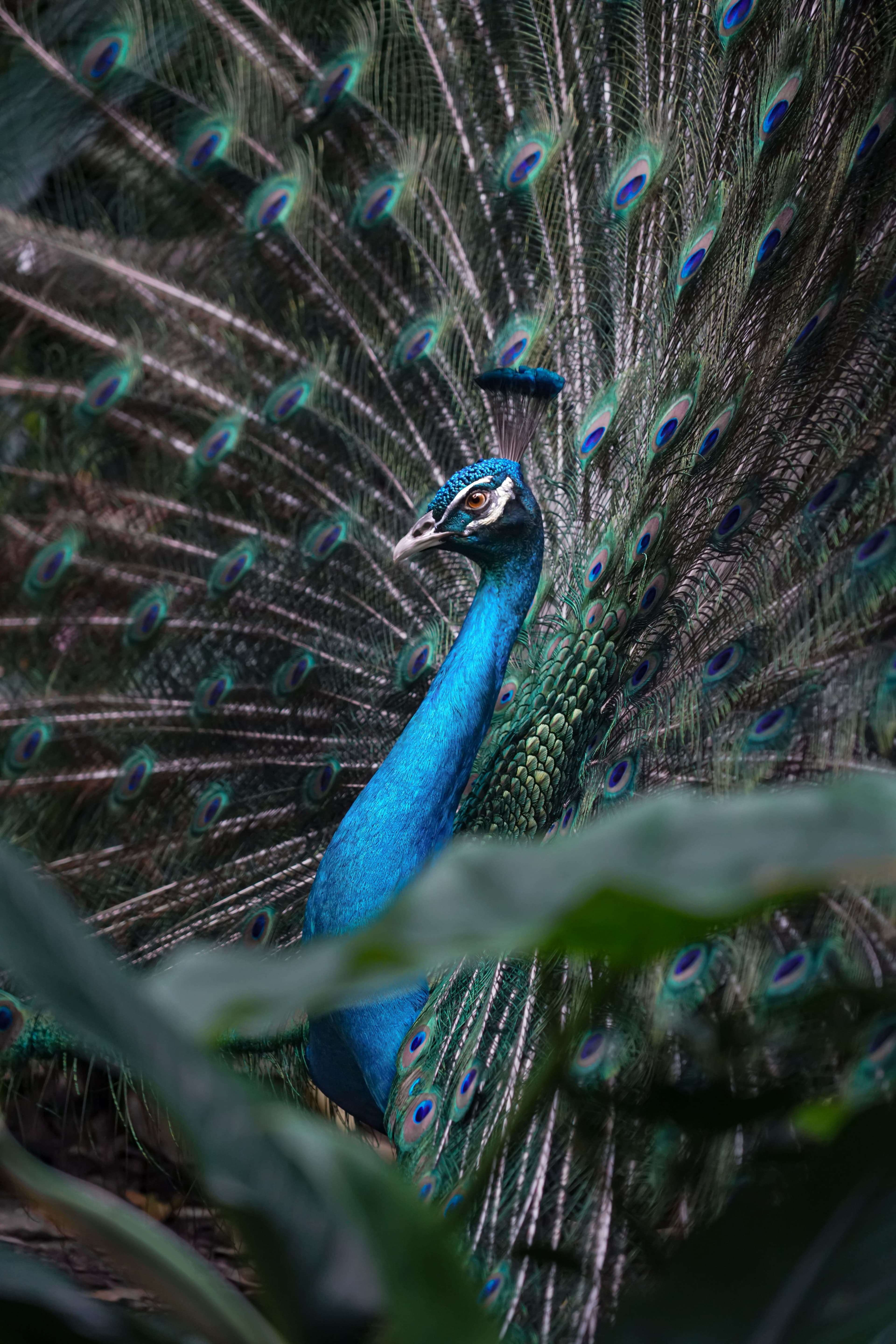 Peacock displaying its feathers in Yala