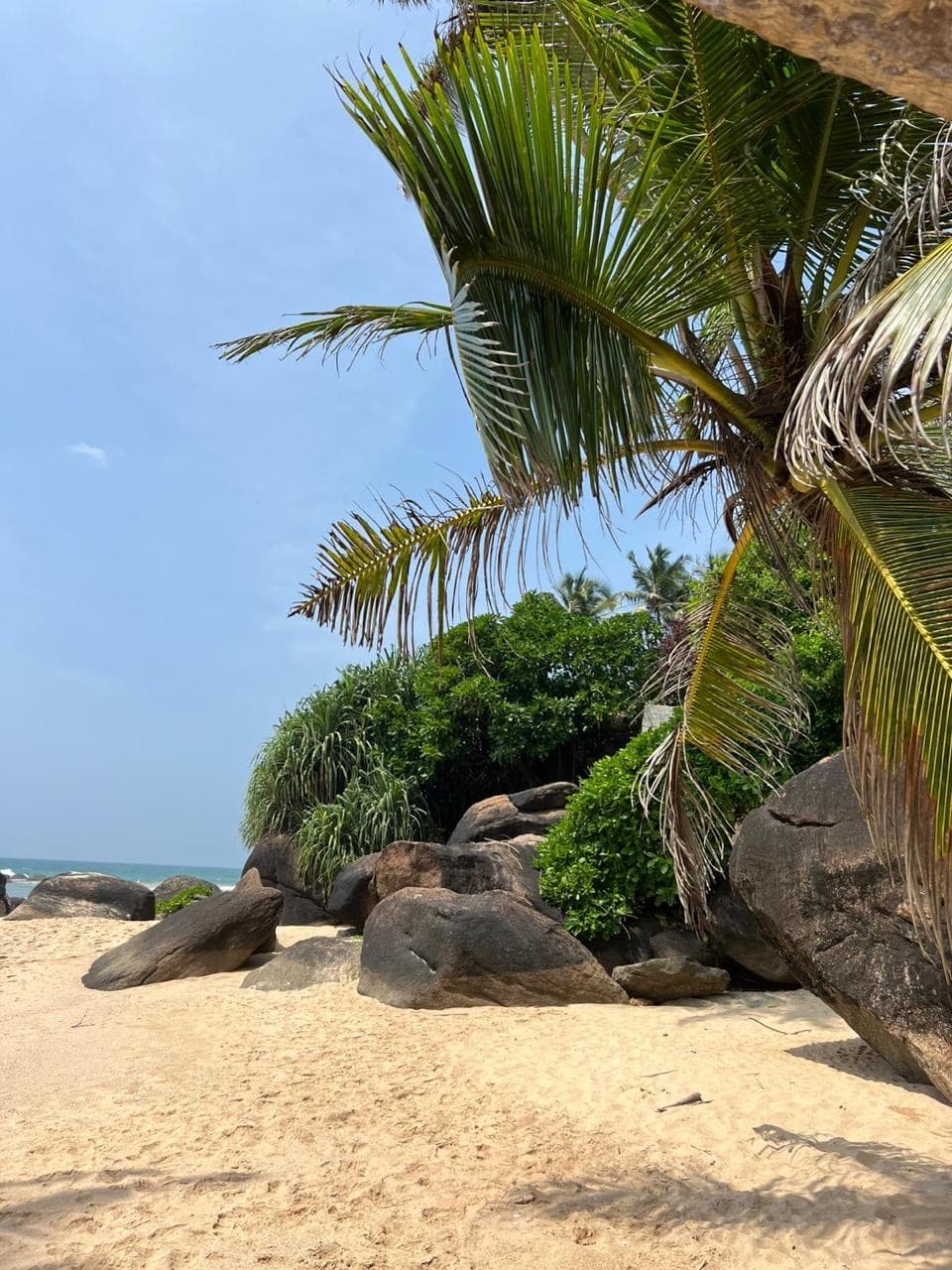 Sandy beach with boulders under a palm canopy