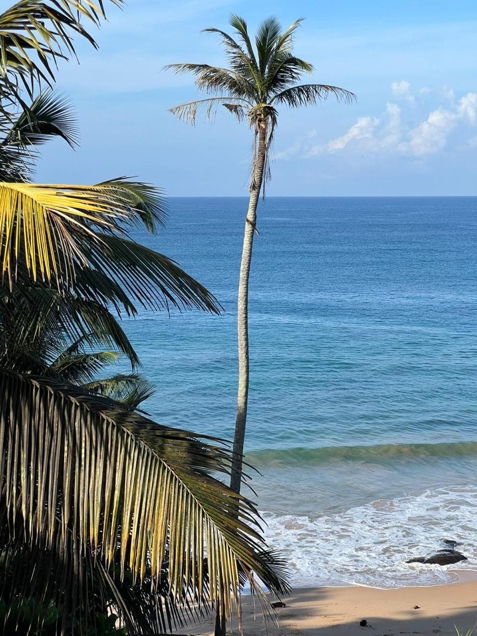 Single palm tree with an ocean view