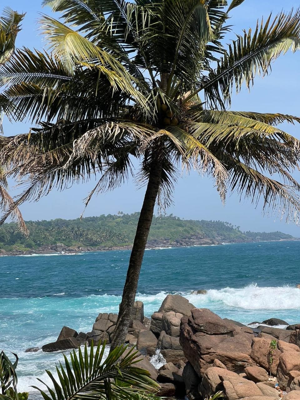 Single palm tree on a rocky coast