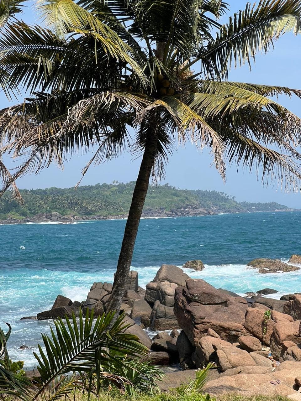 Single palm tree on a rocky coast
