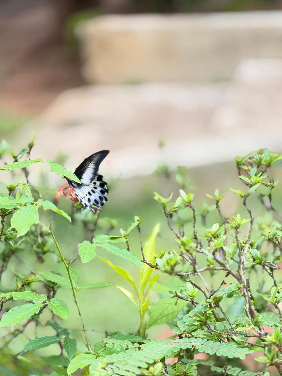 Spotted butterfly on a flowering shrub