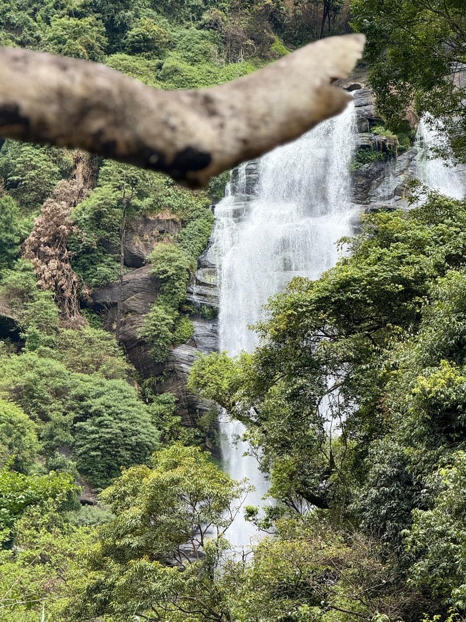 Waterfall framed by a tree branch